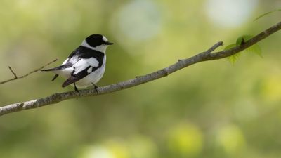 Halsbandsflugsnappare [C E Pied  Flycatcher] IMGL0394.jpg