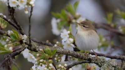 Lvsngare [Willow Warbler] IMGL0162.jpg