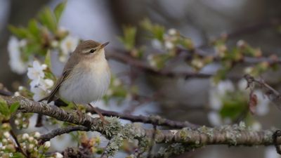 Lvsngare [Willow Warbler] IMGL0164.jpg