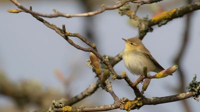 Lvsngare [Willow Warbler] IMGL0199.jpg