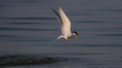 Smtrna [Little Tern] IMGL0246.jpg