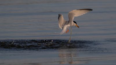 Smtrna [Little Tern] IMGL0265.jpg