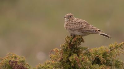 Snglrka [Eurasian Skylark] IMGL9166.jpg