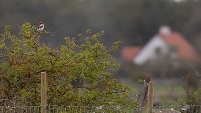 Rdhuvad trnskata [Woodchat Shrike] IMGL9315.jpg