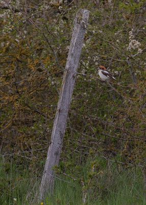Rdhuvad trnskata [Woodchat Shrike] IMGL9353.jpg