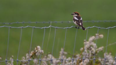 Rdhuvad trnskata [Woodchat Shrike] IMGL9382.jpg