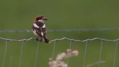 Rdhuvad trnskata [Woodchat Shrike] IMGL9388.jpg