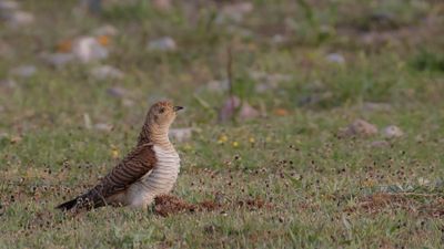 Gk [Common Cuckoo] IMGL9552.jpg