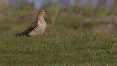 Gk [Common Cuckoo] IMGL9595.jpg