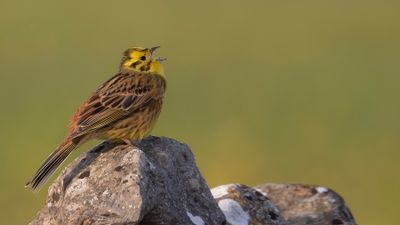 Gulsparv [Yellowhammer] IMGL9674.jpg