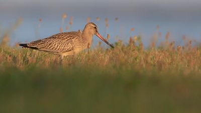Myrspov [Bar-tailed Godwit] IMGL0998.jpg