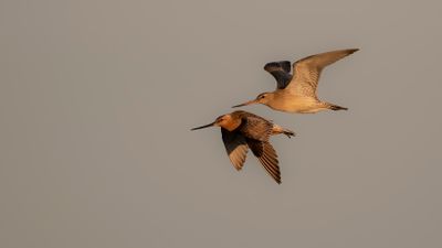 Myrspov [Bar-tailed Godwit] IMGL1012.jpg