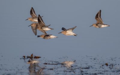 Krrsnppa  [Dunlin] IMGL1103.jpg