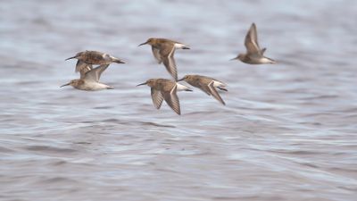 Spovsnppa [Curlew Sandpiper] IMGL1191.jpg