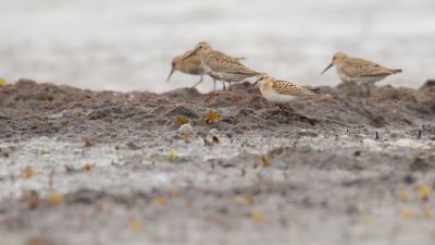 Smsnppa [Little stint] IMGL1252.jpg