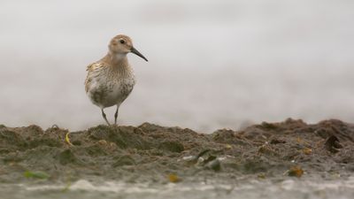 Krrsnppa  [Dunlin] IMGL1284.jpg