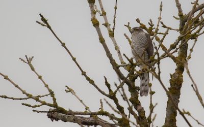 Sparvhk [Eurasian Sparrowhawk] IMGL1139.jpg