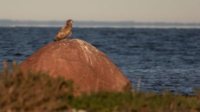 Havsrn [White-tailed Eagle] IMGL1744.jpg