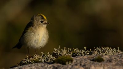 Kungsfgel  [Goldcrest] IMGL1754.jpg