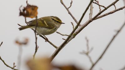 Tajgasngare [Yellow-browed warbler] IMGL1843.jpg