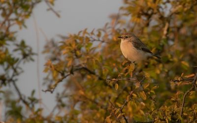 Vitgumpad buskskvtta [Subspecies S. m. maurus] IMGL2203.jpg