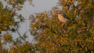 Vitgumpad buskskvtta [Subspecies S. m. maurus] IMGL2205.jpg