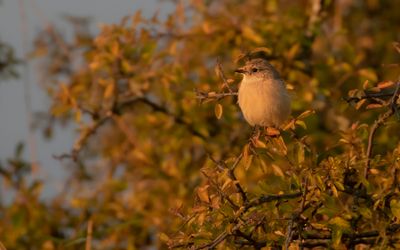 Vitgumpad buskskvtta [Subspecies S. m. maurus] IMGL2294.jpg
