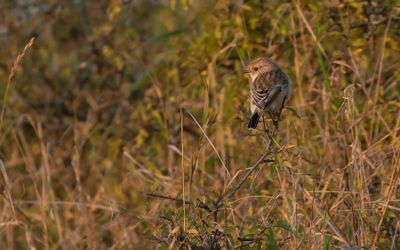 Vitgumpad buskskvtta [Subspecies S. m. maurus] IMGL2328.jpg