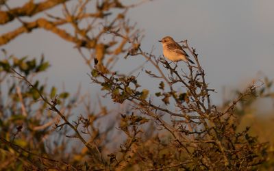 Vitgumpad buskskvtta [Subspecies S. m. maurus] IMGL2361.jpg