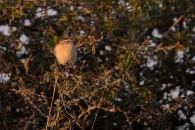 Vitgumpad buskskvtta [Subspecies S. m. maurus] IMGL2473.jpg
