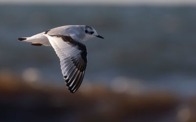 Dvrgms [Little Gull] IMGL2936.jpg