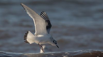 Dvrgms [Little Gull] IMGL6756.jpg