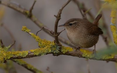 Grdsmyg [Eurasian Wren] IMGL6887.jpg