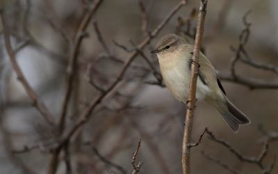 Gransngare [Chiffchaff] IMGL6919.jpg