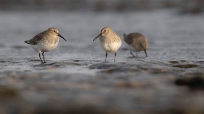 Krrsnppa  [Dunlin] IMGL7208.jpg