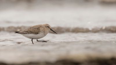 Krrsnppa  [Dunlin] IMGL7262.jpg