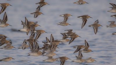 Krrsnppa  [Dunlin] IMGL7666.jpg