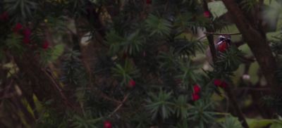 Rubinnktergal [Siberian rubythroat] IMGL7889.jpg