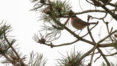 Rubinnktergal [Siberian rubythroat] IMGL7905.jpg