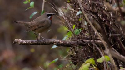 Rubinnktergal [Siberian rubythroat] IMGL7999.jpg