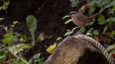 Rubinnktergal [Siberian rubythroat] IMGL8037.jpg