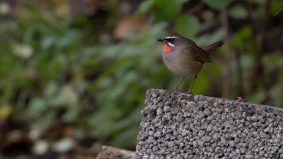 Rubinnktergal [Siberian rubythroat] IMGL8055.jpg