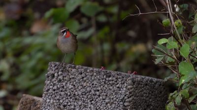 Rubinnktergal [Siberian rubythroat] IMGL8058.jpg