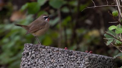 Rubinnktergal [Siberian rubythroat] IMGL8072.jpg