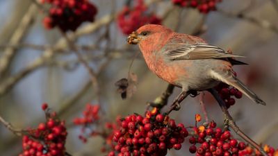 Tallbit (Pine grosbeak] IMGL8382.jpg