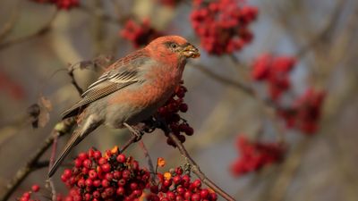 Tallbit (Pine grosbeak] IMGL8419.jpg