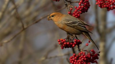 Tallbit (Pine grosbeak] IMGL8446.jpg