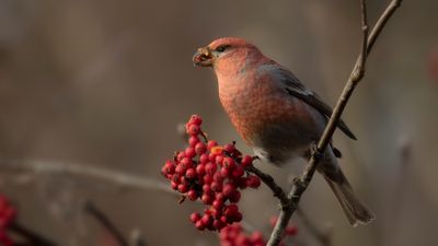 Tallbit (Pine grosbeak] IMGL8508.jpg