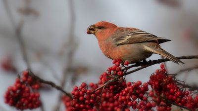 Tallbit (Pine grosbeak] IMGL8531.jpg