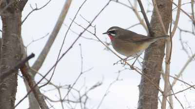 Rubinnktergal [Siberian rubythroat] IMGL9215.jpg
